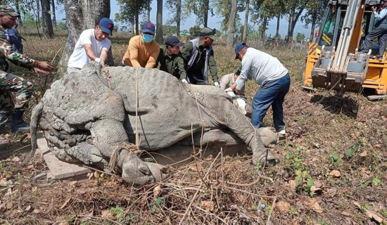 गैँडाको आन्तरिक स्थानान्तरण सुरु