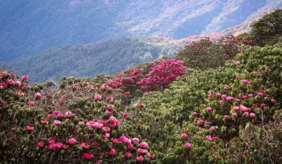 गुराँस फुलेर राताम्मे भए डाँडा