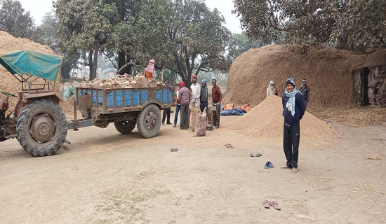 बारामा ११ अर्बको धान उत्पादन