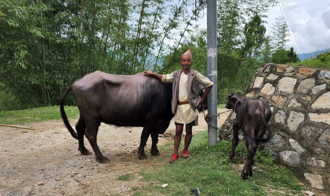 नगरपालिकाद्वारा कृषकलाई भैँसी सहयोग