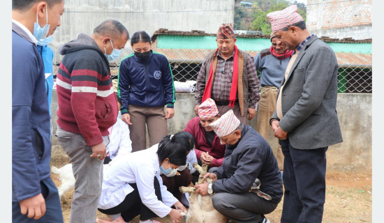 २३ हजार पशुको उपचार