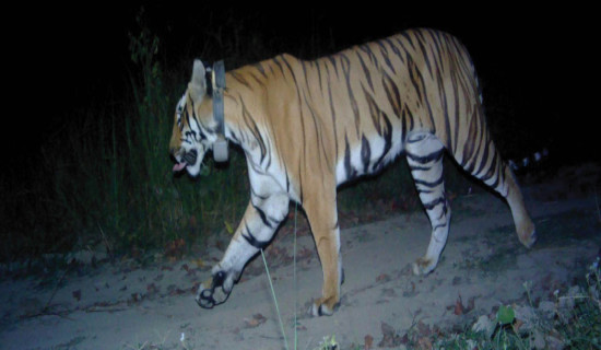 बाघले चारवटा गाई मार्‍यो