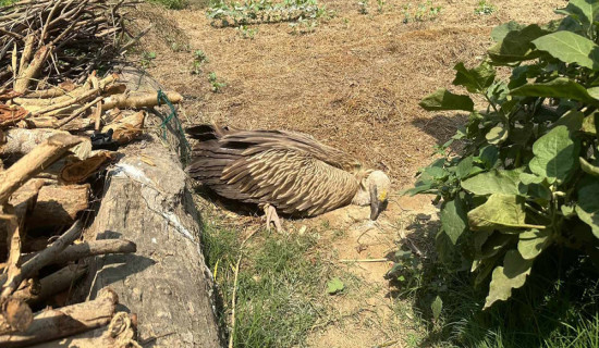 बिरामी हिमाली गिद्धको उद्धार