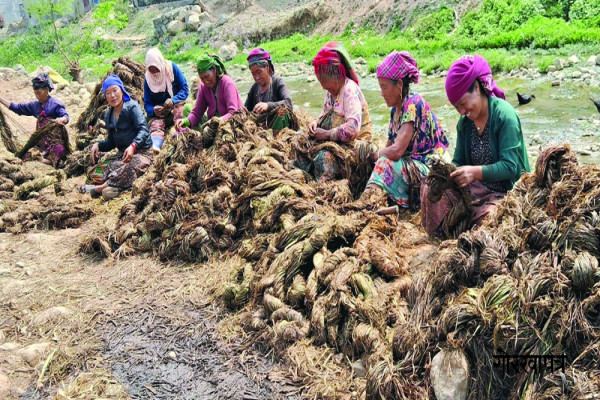 अल्लोको धागो तयार गरिँदै