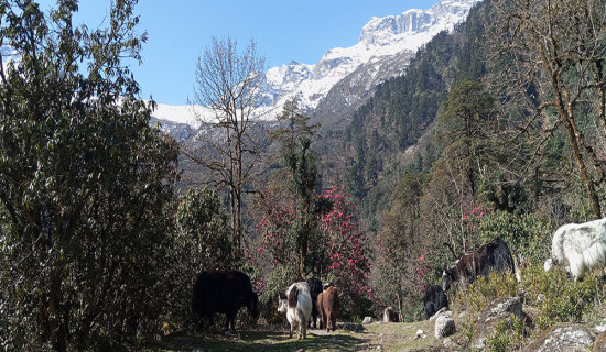 गुराँस फुलेको जङ्गलमा याकचौँरी