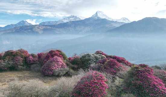 गुराँसको जङ्गल र अन्नपूर्ण हिमाल