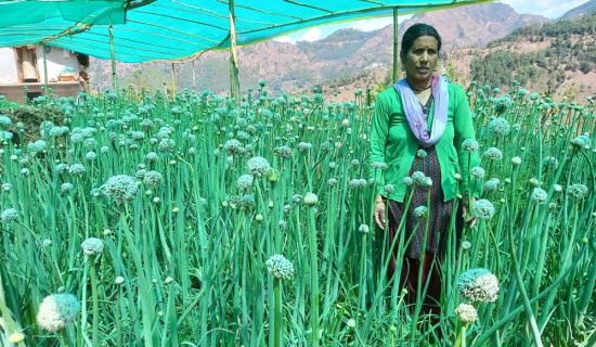 रैथाने प्याजको प्रमाणीकरण