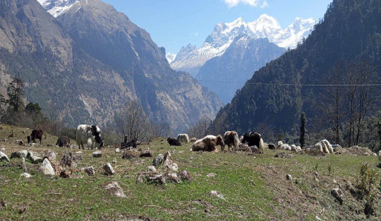 सोलुखुम्बुबाट मनाङ ल्याइएका याकमा समस्या