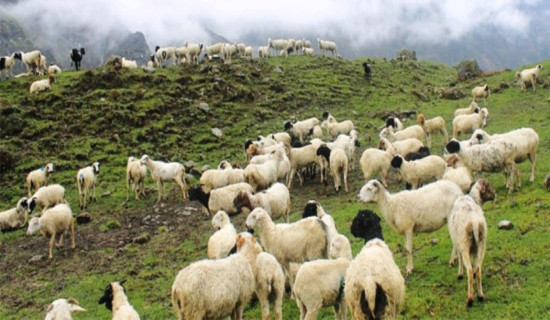 जुम्लामा ८४ हजार भेडा
