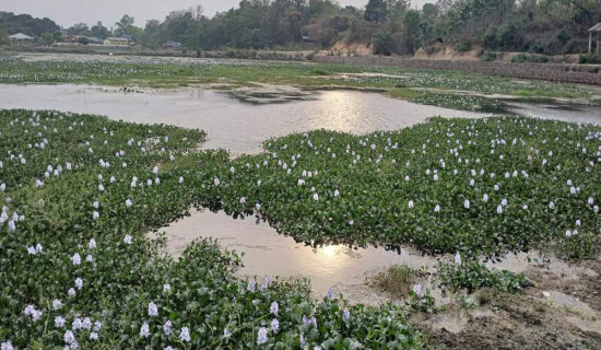 संरक्षणको अभावमा ऐतिहासिक टरुवा ताल