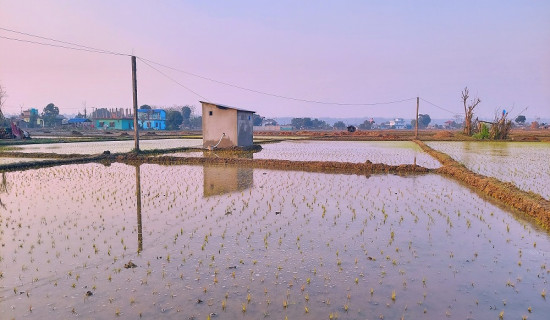 अनुदानले खेती क्षेत्र र उत्पादन बर्सेनि बढ्दै