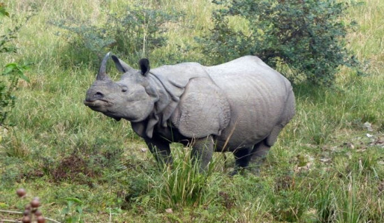 गैँडाको आक्रमणबाट एक घाइते