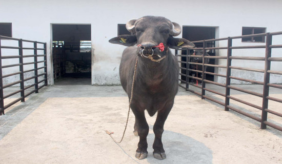 भारतीय मुर्रा राँगाबाट वीर्य सङ्कलन सुरु