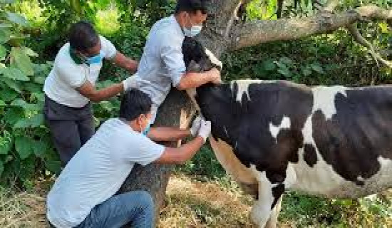 पनौतीमा पशु खोप अभियान
