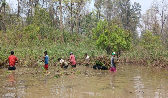 घोडाघोडी ताल ढाक्ने झाडी हटाइँदै