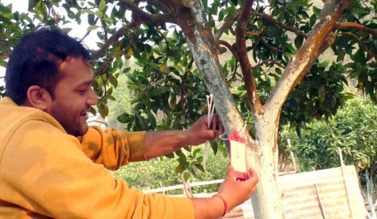 रामेछापमा पहिलो पटक जुनारमा ‘ट्याग’