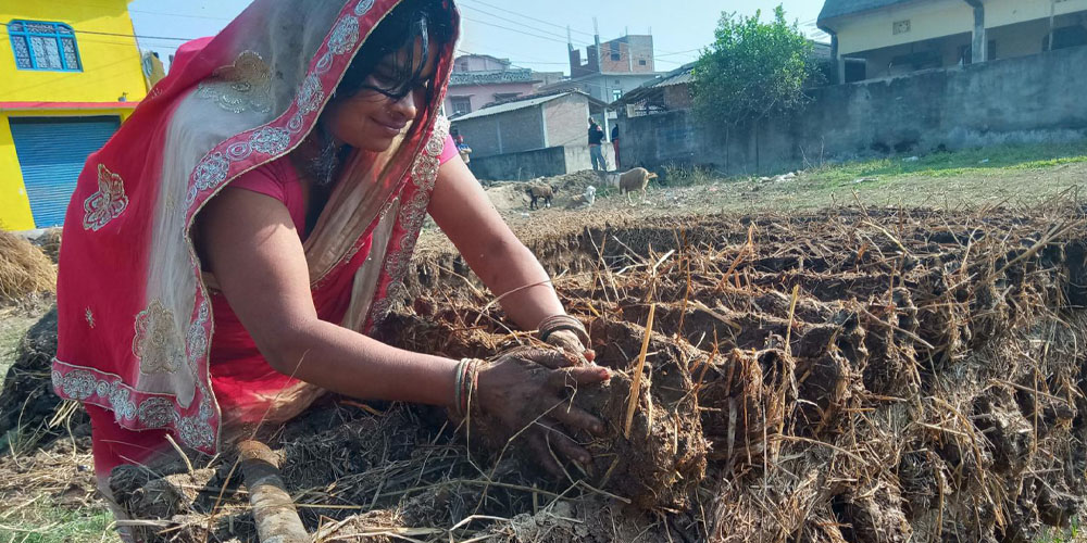 प्रचण्ड गर्मीमा ‘गुइँठा’ बनाउँदै महोत्तरीका गृहिणी