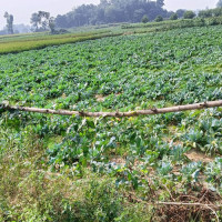 किसान पानी, मल र बिउ नपाएर समस्या झेल्न बाध्य : सांसद त्रिपाठी