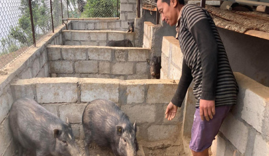 स्थानीय जातको कालो सुँगुर जोगाउनै मुस्किल