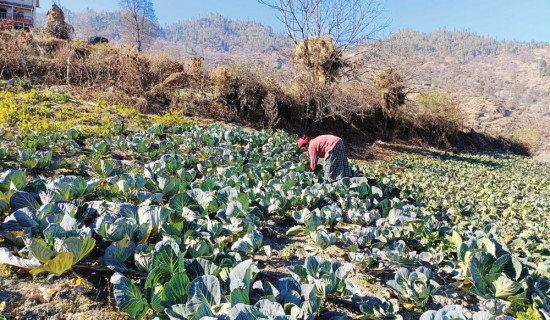 इलाममा कांग्रेसको अग्रता कायमै : प्रतिस्पर्धामा एमाले