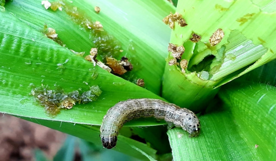 ग्वार्कोमा फ्लाइ ओभर निर्माणकार्य सुरु (फोटो फिचर)