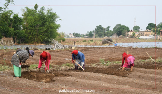 व्यवसायिक काँक्रो खेती तयारीमा संगिता