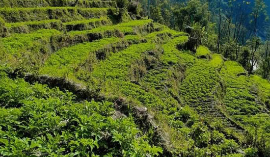 आधुनिक एकीकृत कृषि उपज थोक बजार केन्द्र निर्माण हुने