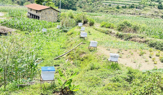 गुल्मीको चन्द्रकोटमा मौरीपालन