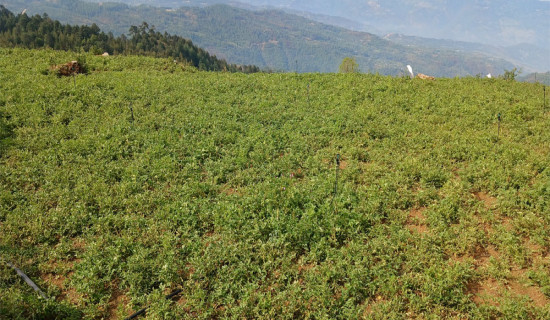 दसैँले सम्झाएको गाउँ