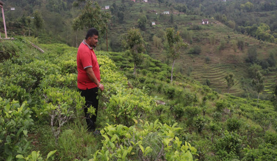 नेपालमा लगानी गर्न अन्तर्राष्ट्रिय उद्योगीलाई राष्ट्रपति पौडेलको आह्वान