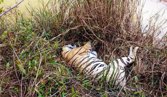 महिनैपिच्छे तीन पाटेबाघको मृत्यु