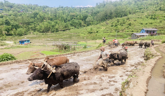 धान रोप्न खेत जोत्दै किसान