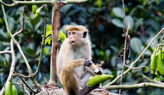 गुच्चाको गोली लागेपछि गाउँमा बाँदर देखिन छोडे