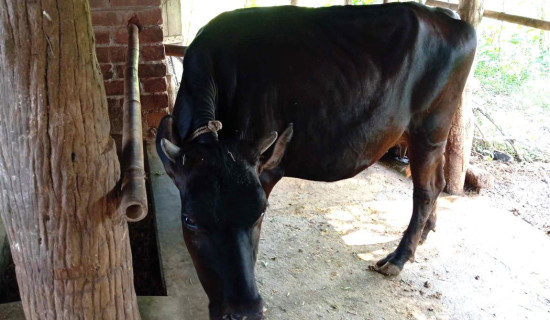 बाच्छी गाइले नब्याउँदै दियो दैनिक अढाई लिटर दुध