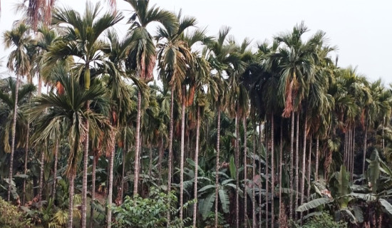 सुपारी प्रशोधनका लागि ४० लाख अनुदान