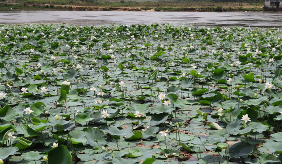 तानसेनमा पर्यटक तान्ने कमलपोखरी