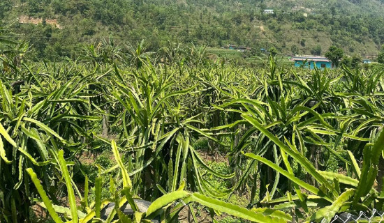 गुल्मीमा ड्रागन खेतीमा आकर्षण