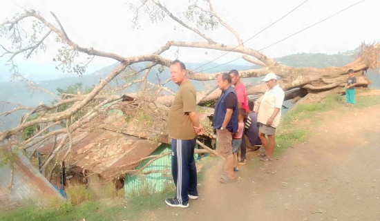 पीपलको रुख ढल्दा घरमा क्षति