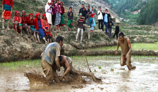 जुम्लामा रोपाइँसँगै चोपाइको रौनक