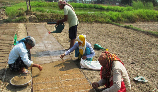 मेसिनद्वारा धान रोपाइँ गर्न ‘ट्रेमा’ बीउ उमार्दै झलारीका किसान