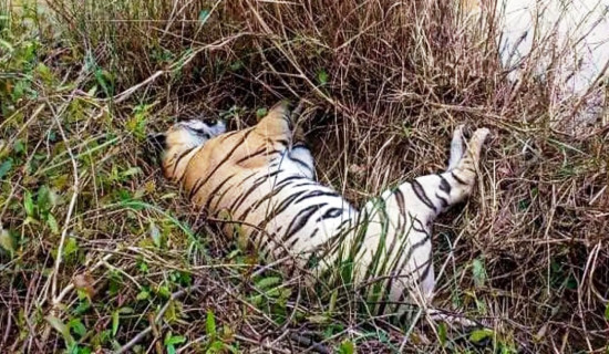 निकुञ्जमा प्रकृतिका कारणले धेरै बाघ मरे