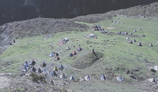 हरेक वर्ष यार्चागुम्बाले लिन्छ ज्यान