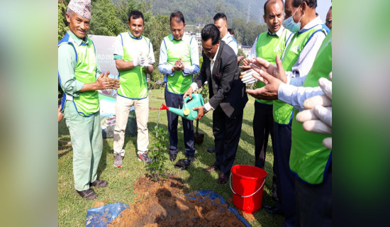 चन्द्रागिरिमा वनजाई, चुत्रो र टिम्बुरका बिरुवा लगाइयो
