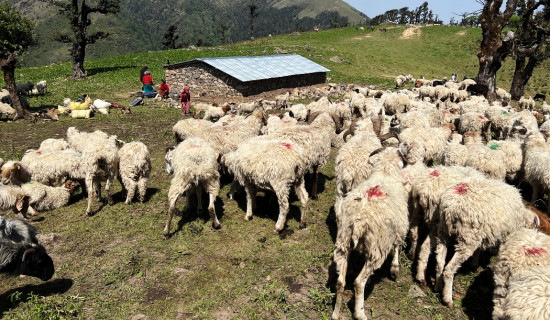 सडक पुगेपछि लेकमा धमाधम भेडीगोठ बनाइँदै