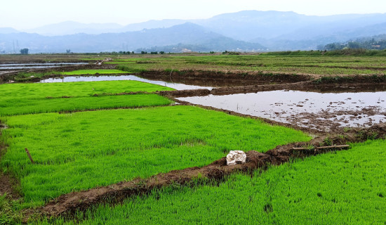 रैथाने धान लोप हुँदा बिउमा परनिर्भर