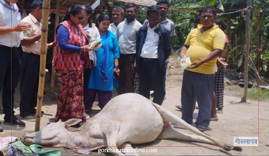 गाई मरेपछि अनुसन्धान सुरु