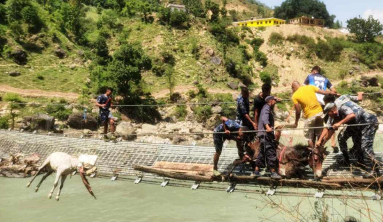 कर्णालीको झोलुङ्गे पुलमा अड्किएका खच्चडको उद्धार