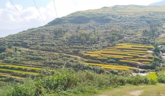 बस्ती रित्तिँदै, खेतबारी बाँझै