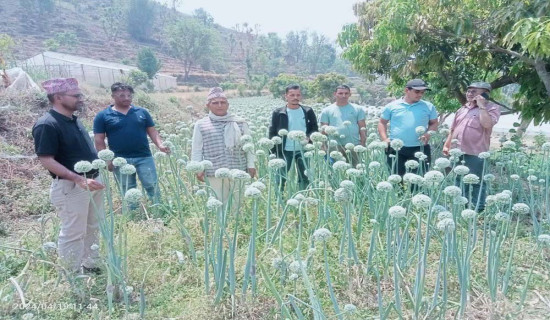 विदेशबाट फर्किएर बिउ उत्पादनमा