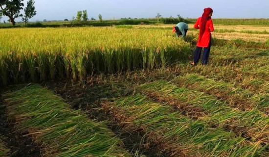 किसानलाई बाली भित्र्याउन चटारो